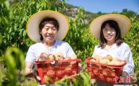 （乡村行·看振兴）山西襄垣：蜜桃映红富民路 产业链上果香浓