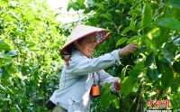 广西北海农民深耕设施蔬果种植 带动乡邻共富