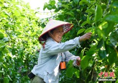 广西北海农民深耕设施蔬果种植 带动乡邻共富