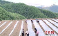 湖南双牌产业升级唤醒闲置土地 解锁乡村振兴增收新路径