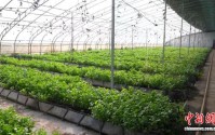 （乡村行·看振兴）山西和顺：科创赋能农业转型 多元化业态拓宽兴农路径