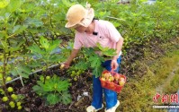 （乡村行·看振兴）广东鳌头镇：无花果成“摇钱果” 铺就乡村致富路