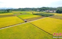 （乡村行·看振兴）广东佛冈县：早稻亩产破千斤 科技兴农富民助振兴